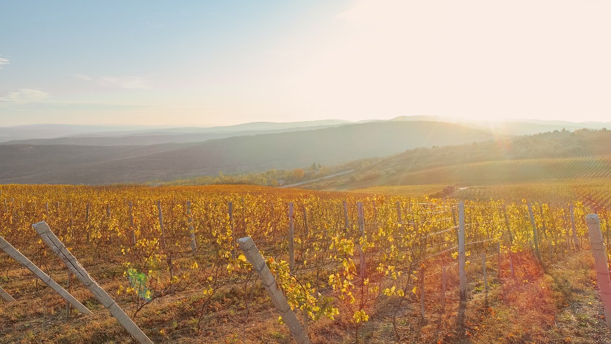 Top Moldovan Winery Experiences Plan Your Wine Tasting Holiday